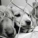 Shelter animal outcomes image